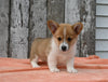 ACA Registered Welsh Corgi For Sale Millersburg OH Male-Crew