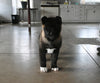 AKC Registered Akita For Sale Millersburg OH Female-Luna