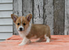 ACA Registered Welsh Corgi For Sale Millersburg OH Male-Crew