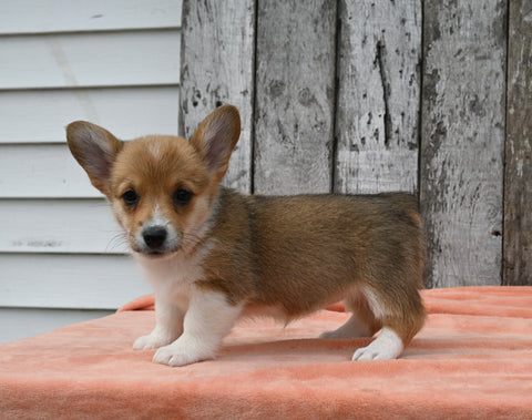 ACA Registered Welsh Corgi For Sale Millersburg OH Female-Charlotte