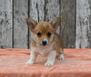 ACA Registered Welsh Corgi For Sale Millersburg OH Female-Charlotte