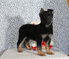AKC Registered German Shepherd For Sale Millersburg OH Male-Brent