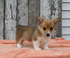 ACA Registered Welsh Corgi For Sale Millersburg OH Female-Charlotte
