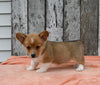 ACA Registered Welsh Corgi For Sale Millersburg OH Female-Chanel