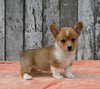 ACA Registered Welsh Corgi For Sale Millersburg OH Female-Chanel