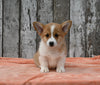 ACA Registered Welsh Corgi For Sale Millersburg OH Male-Wilson