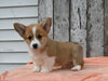 ACA Registered Welsh Corgi For Sale Millersburg OH Male-Wilson