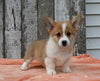 ACA Registered Welsh Corgi For Sale Millersburg OH Male-Wilson