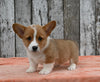 ACA Registered Welsh Corgi For Sale Millersburg OH Male-Waylon