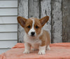 ACA Registered Welsh Corgi For Sale Millersburg OH Male-Waylon