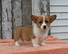 ACA Registered Welsh Corgi For Sale Millersburg OH Male-Waylon