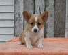 ACA Registered Welsh Corgi For Sale Millersburg OH Female-Whitney