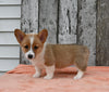 ACA Registered Welsh Corgi For Sale Millersburg OH Female-Whitney