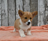 ACA Registered Welsh Corgi For Sale Millersburg OH Male-Wags