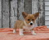 ACA Registered Welsh Corgi For Sale Millersburg OH Male-Wags