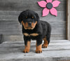 AKC Registered Rottweiler For Sale Fredericksburg OH Male-Bruno