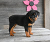 AKC Registered Rottweiler For Sale Fredericksburg OH Female-Stella