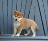 AKC Registered Shiba Inu For Sale Millersburg OH Female-Cookie