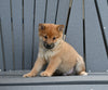 AKC Registered Shiba Inu For Sale Millersburg OH Male-Charlie