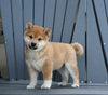AKC Registered Shiba Inu For Sale Millersburg OH Male-Duke