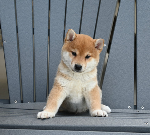 AKC Registered Shiba Inu For Sale Millersburg OH Male-Max