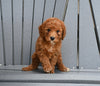 Mini F1B Goldendoodle For Sale Millersburg OH Male-Cooper