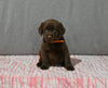 AKC Registered Labrador Retriever For Sale Millersburg OH Male-Bear