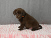AKC Registered Labrador Retriever For Sale Millersburg OH Male-Bear