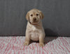 AKC Registered Labrador Retriever For Sale Millersburg OH Female-Bella