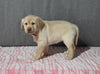 AKC Registered Labrador Retriever For Sale Millersburg OH Female-Bella