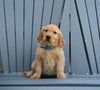 AKC Registered Golden Retriever For Sale Millersburg OH Female-Abbie
