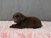 AKC Registered Labrador Retriever For Sale Millersburg OH Female-Bailey