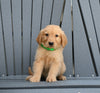 AKC Registered Golden Retriever For Sale Millersburg OH Male-Bobby