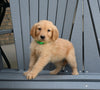 AKC Registered Golden Retriever For Sale Millersburg OH Male-Bobby