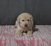 AKC Registered Labrador Retriever For Sale Millersburg OH Female-Brielle