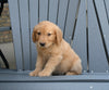 AKC Registered Golden Retriever For Sale Millersburg OH Male-Ike