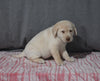 AKC Registered Labrador Retriever For Sale Millersburg OH Female-Brielle