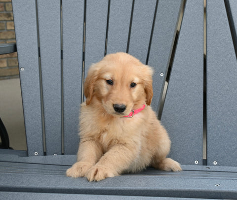 AKC Registered Golden Retriever For Sale Millersburg OH Female-Ellie