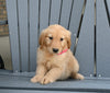 AKC Registered Golden Retriever For Sale Millersburg OH Female-Ellie