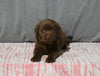 AKC Registered Labrador Retriever For Sale Millersburg OH Male-Brody