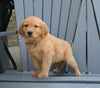AKC Registered Golden Retriever For Sale Millersburg OH Male-Zack