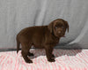 AKC Registered Labrador Retriever For Sale Millersburg OH Female-Brixley