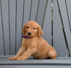 AKC Registered Golden Retriever For Sale Millersburg OH Male-Mike