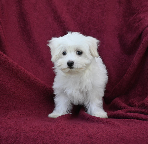 ACA Registered Maltese For Sale Baltic OH Female-Reese