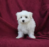 ACA Registered Maltese For Sale Baltic OH Female-Reese