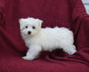 ACA Registered Maltese For Sale Baltic OH Female-Reese