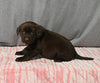 AKC Registered Labrador Retriever For Sale Millersburg OH Female-Brook