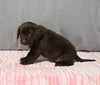 AKC Registered Labrador Retriever For Sale Millersburg OH Male-Bryce