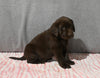 AKC Registered Labrador Retriever For Sale Millersburg OH Male-Bryce