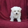 ACA Registered Maltese For Sale Baltic OH Female-Jacey